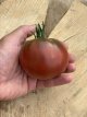 ZTOTGVO Tomate Vorlon 10 graines TessGruun