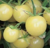 ZTOTGWHCH Tomate Cerise Blanche White Cherry 10 graines TessGruun