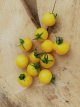 ZTOTGWIBOGE Tomato Window Box Yellow Dwarf 10 seeds TessGruun