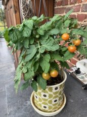 ZTOTGWIBORO Tomato Window Box Red Dwarf 10 seeds TessGruun