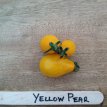 ZTOTGYEPE Tomato Yellow Pear 10 seeds TessGruun