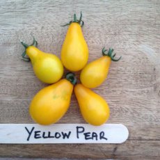 Tomaat Yellow Pear 10 zaden TessGruun