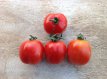 ZTOTGYUTA Tomate Yubileynyi Tarasenko 10 graines TessGruun