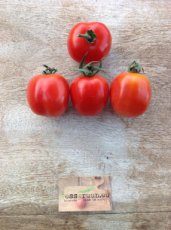 ZTOTGYUTA Tomate Yubileynyi Tarasenko 10 graines TessGruun