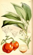 ZTOTKKASOUP Kannibaaltomaat Solanum Uporo 5 zaden TessGruun