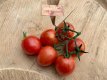 ZTOTPARPIBU Tomato Artisan Pink Bumblebee 5 seeds TessGruun