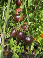 Tomato Rebel Starfighter Prime 10 seeds TessGruun