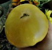 ZTOTSBIZAYE Tomato Big Zac Yellow 10 seeds