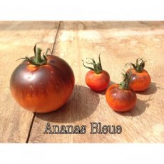 ZTOTGANBL Tomato Ananas Bleue / Blue Pineapple 10 seeds TessGruun