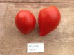 ZTOTGBEHE Tomaat Belgian Heart 10 zaden TessGruun