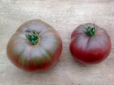 ZTOTGBLST Tomate Black Star 10 semillas TessGruun