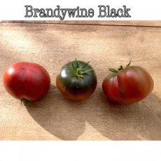 ZTOTGBRBLBIO Tomate Brandywine Black 10 graines BIO TessGruun