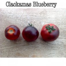 ZTOTGCLBL Tomato Clackamas Blueberry 10 seeds TessGruun