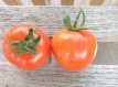 ZTOTGDUR Tomate Durmitor 10 graines TessGruun