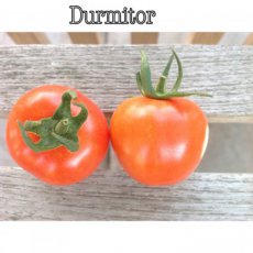 ZTOTGDUR Tomate Durmitor 10 semillas TessGruun