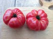 ZTOTGDUT Tomate Dutchman 10 graines TessGruun
