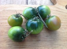 Tomato Beryl Dwarf Beauty 10 seeds TessGruun