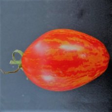 ZTOWBTRETIG Tomato Trenton's Tiger 5 seeds