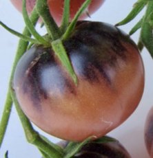 ZTOWTAMEJEW Tomate Amethyst Jewel 5 semillas