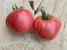 ZTOWTAMPI Tomate Amish Pink 5 graines