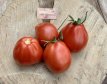 ZTOWTBIREPE Tomato Big Red Pear 10 seeds