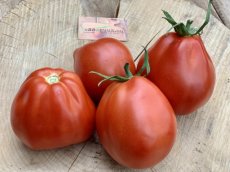 ZTOWTBIREPE Tomate Big Red Pear 10 semillas