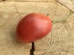 ZTOWTCDBRO Tomate Coeur De Boeuf Rose 10 graines