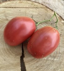 ZTOWTCDBRO Tomato Coeur De Boeuf Rose 10 seeds