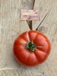 ZTOWTCODICH Tomate Costoluto di Chivasso/Chivassa 10 samen