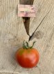 ZTOWTCOGL Tomato College Globe 10 seeds