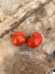 Tomate Painted Lady 5 samen