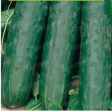 Komkommer Ashley Cucumis sativus L. 10 zaden TessGruun