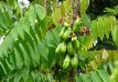 Averrhoa Bilimbi / Arbre à Concombres (Arbre Fruitier Tropical) – 4 graines TessGruun