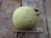 ZVRTGHON Meloen Honeydew 10 zaden TessGruun