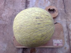 Meloen Honeydew 10 zaden TessGruun