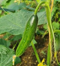 Komkommer La Diva 10 zaden TessGruun