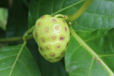 “Morinda Citrifolia” Indian Mulberry / Noni / Cheese Fruit - 5 zaden TessGruun