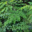 ZVRTGMOOL Moringa Oleifera / Trommelstokkenboom – 5 zaden TessGruun