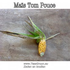Maïs Tom Pouce Pop Corn 10 graines