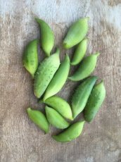 Accocha or Lady’s Slipper Gourd Cyclanthera pedata  5 seeds TessGruun