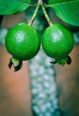 “Psidium Guajava” Tropische Bonsai Guava-fruitboom 10 zaden TessGruun