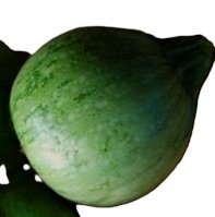 ZVRTGRONI Round zucchini "Di Nizza" - "Tondo Chiaro di Nizza" 10 seeds TessGruun