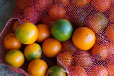 “Solanum Quitoense” Naranjilla – 5 zaden TessGruun