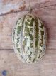Meloen Sucrin de Honfleur 5 zaden TessGruun