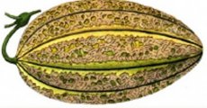 Melon Sucrin de Honfleur  5 graines TessGruun