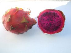 Dragon fruit Pitahaya Hylocereus polyrhizus red  5 seeds TessGruun