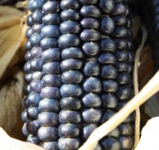 Maïs Blue Hopi 10 graines BIO TessGruun