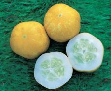 Komkommer Crystal Lemon Bio 10 zaden TessGruun