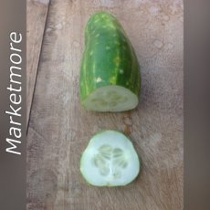 ZVRTPMARB Komkommer Marketmore 10 zaden BIO TessGruun
