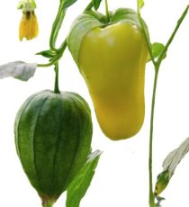 ZVRTPTOQUOFMA Tomatillo Queen of Malinalco (PHYSALIS IXOCARPA) 5 samen TessGruun